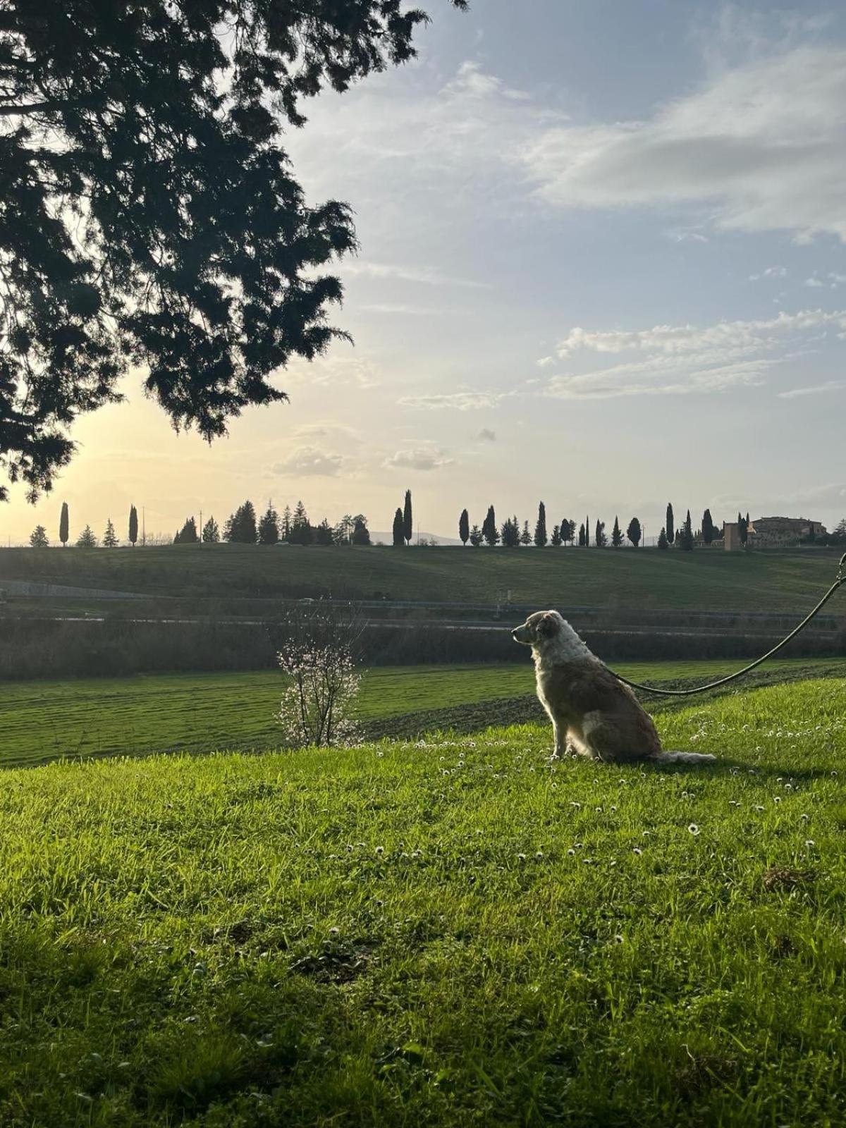 Agriturismo La Torre Di Monsindoli Сиена Екстериор снимка